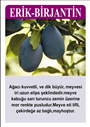 Birjantin