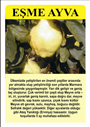 Ayva (Eşme)