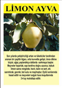 AYVA (Limon)