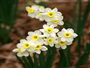 Nergis (Latince: Narcissus pseudonarcissu)