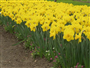 Nergis (Latince: Narcissus pseudonarcissu)