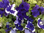 Petunya (Latince: Petunia  hybrida)
