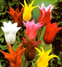 Lale (Latince: Tulipa gerneirana)