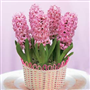 Sümbül (Latince: Hyacinthus orientalis)