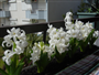 Sümbül (Latince: Hyacinthus orientalis)