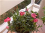 Bodur Karanfil (Latince: Dianthus caryophyllus L)