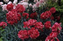 Çayır Karanfili (Latince: Dianthus plumarius L)