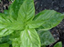 Geniş Yaprak Fesleğen (Latince: Ocimum basilicum)