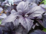 Geniş Yaprak Fesleğen (Latince: Ocimum basilicum)