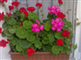 Sardunya (Latince: Pelargonium hybrida L)