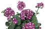 Sakız Sardunya (Latince: Pelargonium peltatum L.)
