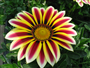 Gazanya (Latince: Gazania splendens )