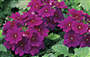 Mine (Latince: Verbena  hybrida Voss.)