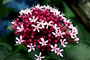 Mine (Latince: Verbena  canadensis L.)
