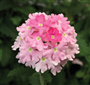 Mine (Latince: Verbena  hybrida Voss)