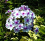 Kristal Mine (Latince: Verbena  tukena)