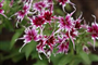 Kristal Mine (Latince: Verbena  tukena)