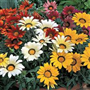 Koyun Gözü (Latince: Bellis perennis)