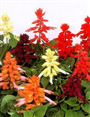 Ateş Çiçeği:(Latincesi: Salvia splendens)