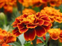 Kadife çiçeği (Latince: Tagetes erecta)