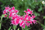 Alev Çiçeği (Latince: Phlox drummondii)