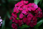 Hüsnü Yusuf (Latincesi: Dianthus Barbatus L.)