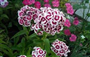Hüsnü Yusuf (Latincesi: Dianthus Barbatus L.)