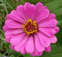 Zinnia (Latince: Zinnia Elegans)