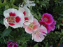 Godetya (Bahçe Açelyası) (Latince: Clarkia Amoena)