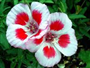 Godetya (Bahçe Açelyası) (Latince: Clarkia Amoena)