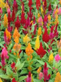 Horoz Kalpağı (Latince: Celosia argentea v.)