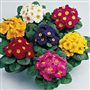 Çuha (Latince: Primula Acaulis)