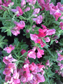 Aslan Ağazı (Latince: Antirrhinum Majus)