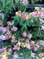 Aslan Ağazı (Latince: Antirrhinum Majus)