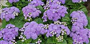 Vapur Dumanı (Latince: Ageratum Houstonianum)
