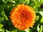 Portakal nergisi (Latince: Calendula officinalis)