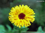 Portakal nergisi (Latince: Calendula officinalis)