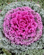 Süs Lahanası (Latince: Brassica oleracea var.)
