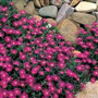 Mezem (Latincesi: Dorotheanthus bellidiformis )