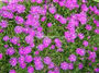 Mezem (Latincesi: Dorotheanthus bellidiformis )