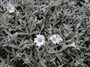 Fare Kulağı (Latincesi: Anagallis arvensis )