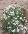 Fare Kulağı (Latincesi: Anagallis arvensis )