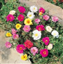 İpek Çiçeği ( Latincesi: Portulaca Grandiflora)