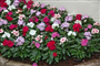 Rozet (Latincesi: Catharanthus roseus )