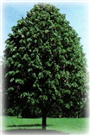 Ihlamur
