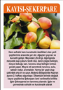 Kaysı-Şekerpare