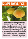 Tokalıoğlu